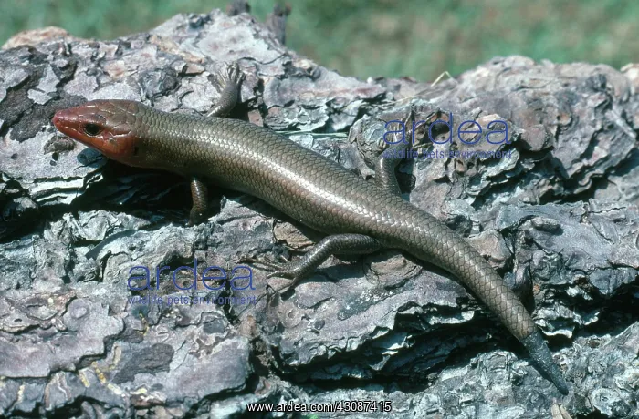 : Five-Lined Skink : Five-Lined Skink