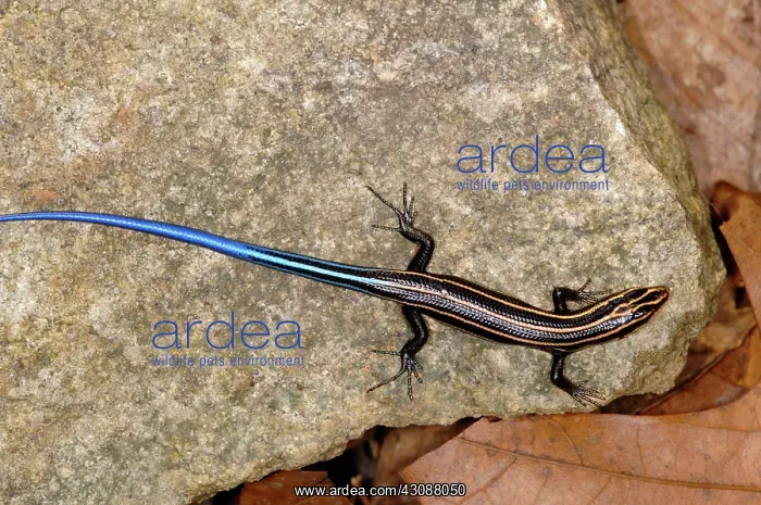 : Five-Lined Skink : Five-Lined Skink