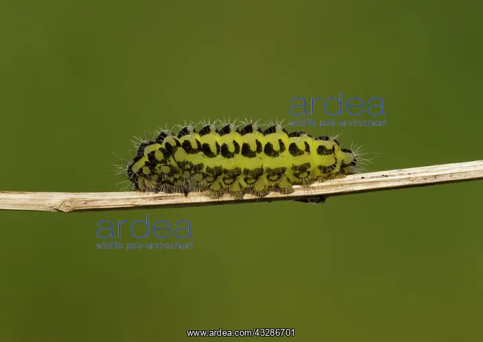 : Five-spot Burnet Moth Caterpillar - on plant stem - June : Five-spot Burnet Moth Caterpillar - on plant stem - June