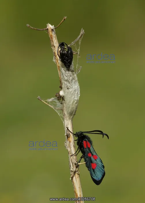 : Five-spot Burnet Moth - cocoon and exuvia - on plant : Five-spot Burnet Moth - cocoon and exuvia - on plant