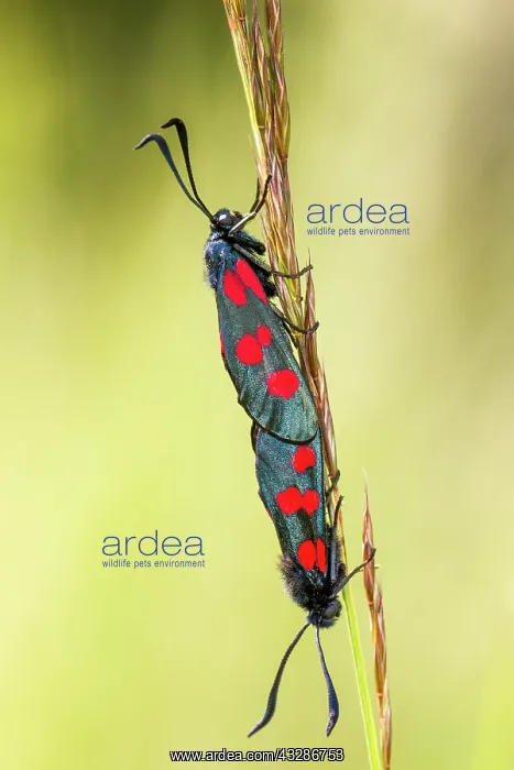 : Five-Spot Burnet Moth - mating on grass : Five-Spot Burnet Moth - mating on grass
