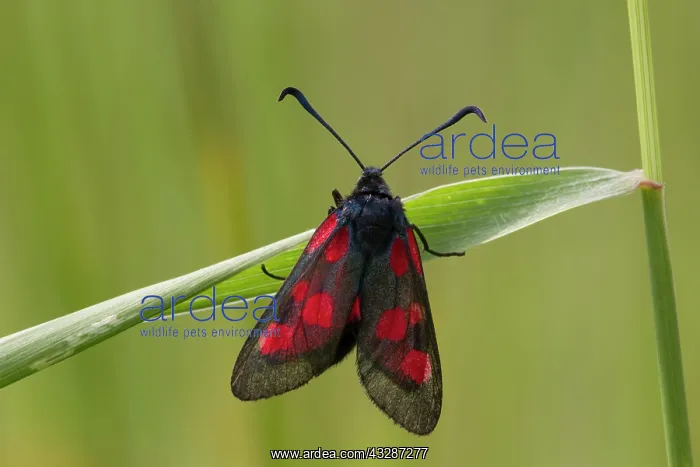 : Five-spot Burnet Moth - resting on grass stem - July : Five-spot Burnet Moth - resting on grass stem - July