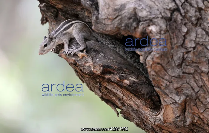 : Five-Striped Palm Squirrel : Five-Striped Palm Squirrel