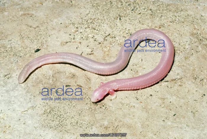 : Five-toed worm Lizard : Five-toed worm Lizard