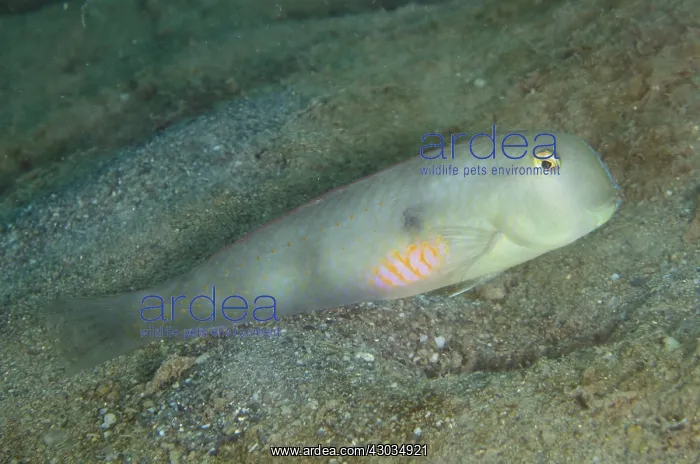 : Fivefinger Wrasse - Female - Dili Rock East dive : Fivefinger Wrasse - Female - Dili Rock East dive
