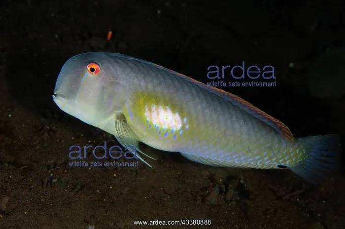 : Fivefinger Wrasse - female - Melasti dive site : Fivefinger Wrasse - female - Melasti dive site