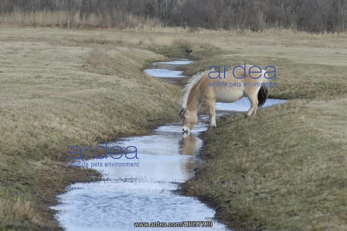 : Fjord horse drinking in a brook Netherlands : Fjord horse drinking in a brook Netherlands