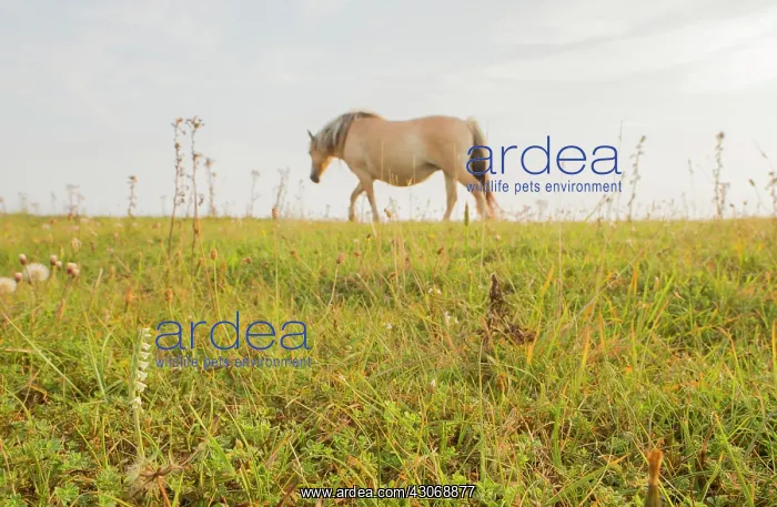 : Horse. Fjord Horse (Equus ferus caballus) walking between Autumn Lady's-tresses : Horse. Fjord Horse (Equus ferus caballus) walking between Autumn Lady's-tresses