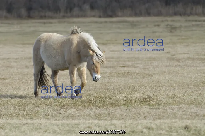 : Fjord horse walking Netherlands : Fjord horse walking Netherlands