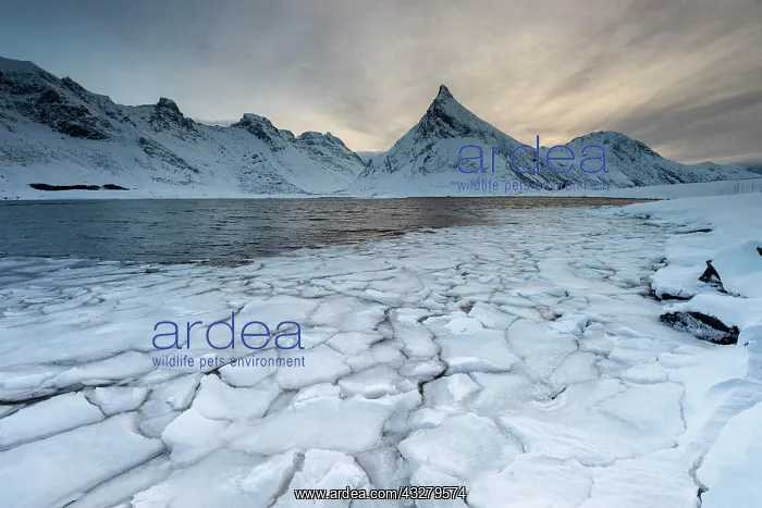 : Fjord with ice floes in winter, back mountain, Fredvang : Fjord with ice floes in winter, back mountain, Fredvang