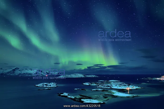 : Fjord with islands in winter and the northern lights : Fjord with islands in winter and the northern lights