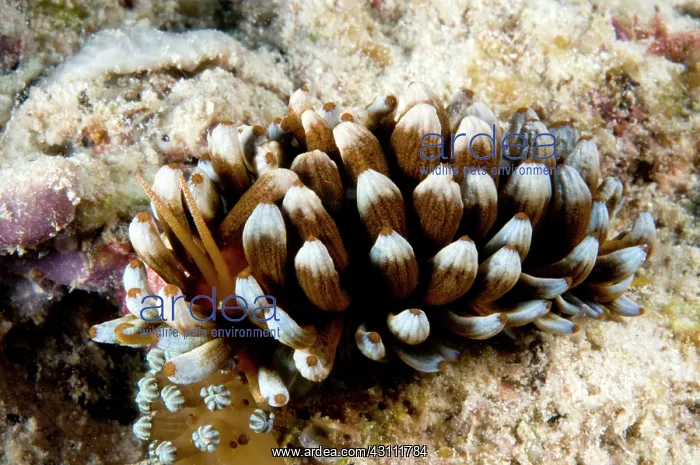 : flabellina : flabellina