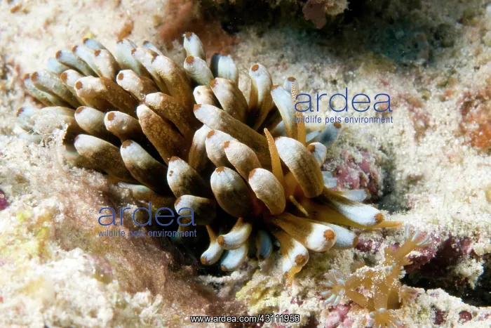 : flabellina : flabellina