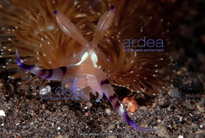 : Flabellina : Flabellina