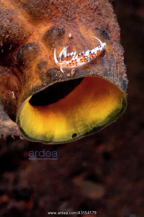 : Flabellina : Flabellina
