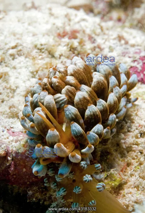 : flabellina : flabellina