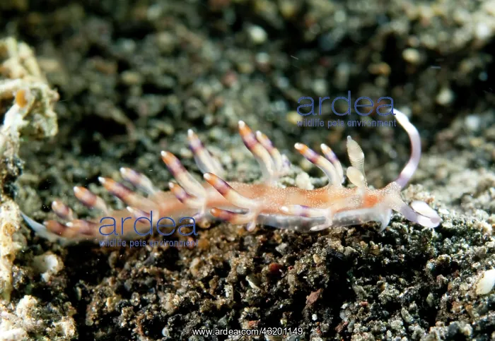 : Flabellina : Flabellina
