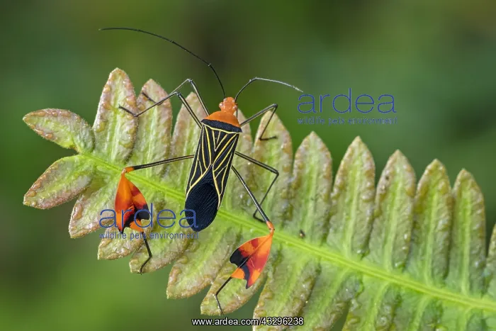 : Flag-footed Bug / Leaf-footed Bug (Anisocelis flavolineata) : Flag-footed Bug / Leaf-footed Bug (Anisocelis flavolineata)