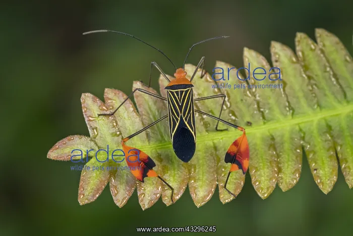 : Flag-footed Bug / Leaf-footed Bug (Anisocelis flavolineata) : Flag-footed Bug / Leaf-footed Bug (Anisocelis flavolineata)