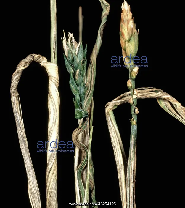 : Flag smut on Wheat : Flag smut on Wheat