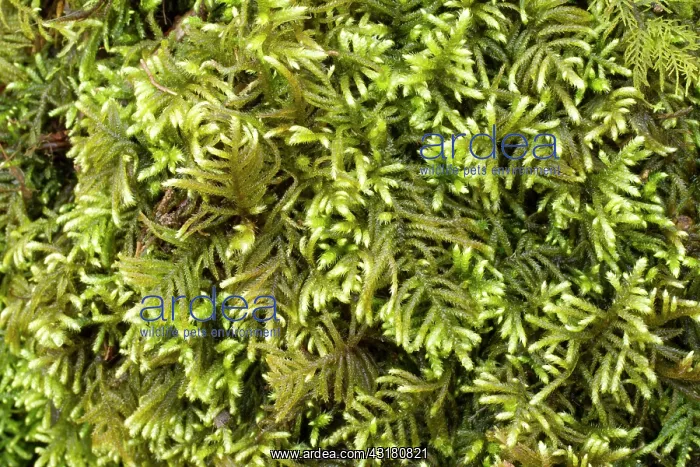 : Flagellate Feather-moss. Hanvec, Foret du Cranou : Flagellate Feather-moss. Hanvec, Foret du Cranou