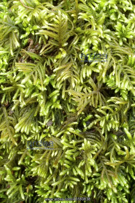 : Flagellate Feather-moss. Hanvec, Foret du Cranou : Flagellate Feather-moss. Hanvec, Foret du Cranou