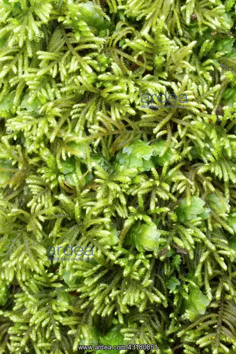 : Flagellate Feather-moss. Hanvec, Foret du Cranou : Flagellate Feather-moss. Hanvec, Foret du Cranou