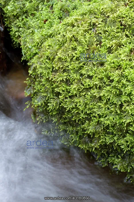: Flagellate Feather-moss. Hanvec, Foret du Cranou : Flagellate Feather-moss. Hanvec, Foret du Cranou