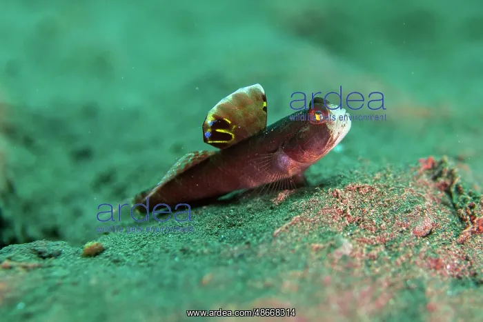 : Flagfin Shrimpgoby with erect fin - Batu Niti dive site : Flagfin Shrimpgoby with erect fin - Batu Niti dive site