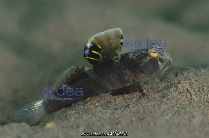 : Flagfin Shrimpgoby - with extended fin - Batu Niti