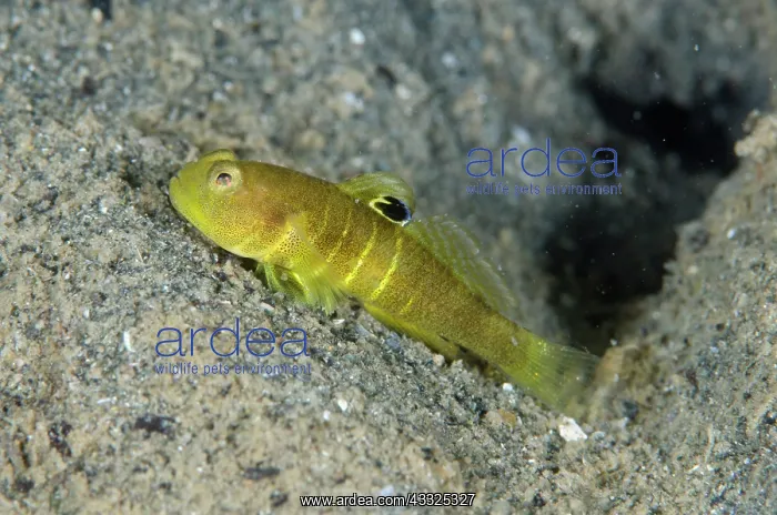 : Flagfin Shrimpgoby by hole - Pasir Putih dive site : Flagfin Shrimpgoby by hole - Pasir Putih dive site