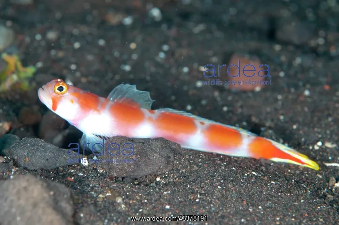 : Flagtail Shrimpgoby : Flagtail Shrimpgoby