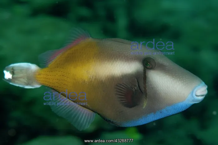 : Flagtail Triggerfish : Flagtail Triggerfish