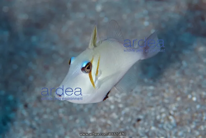 : Flagtail Triggerfish : Flagtail Triggerfish