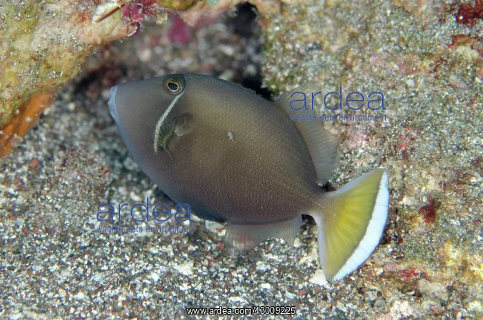 : Flagtail Triggerfish Batu Kapal dive site, Lembeh : Flagtail Triggerfish Batu Kapal dive site, Lembeh