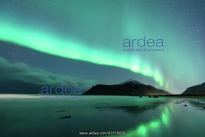 : Flakstad beach with northern lights, Flakstad, Lofoten : Flakstad beach with northern lights, Flakstad, Lofoten