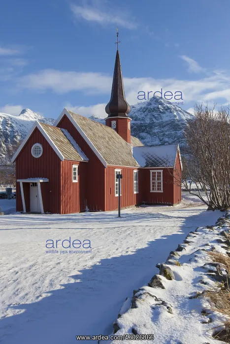 : Flakstad church in winter - Fylke Nordland - Lofoten : Flakstad church in winter - Fylke Nordland - Lofoten