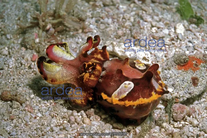  : Flamboyant cuttlefish