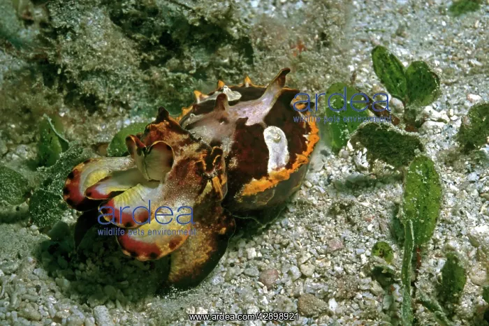  : Flamboyant Cuttlefish - this Flamboyant cuttlefish