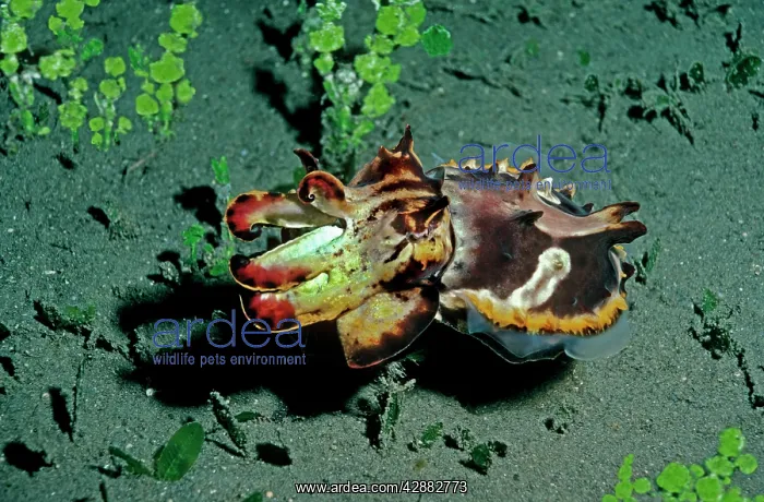 : Flamboyant Cuttlefish - Hunting at dusk for small : Flamboyant Cuttlefish - Hunting at dusk for small