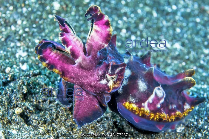 : Flamboyant cuttlefish (Metasepia pfefferi), Lembeh : Flamboyant cuttlefish (Metasepia pfefferi), Lembeh