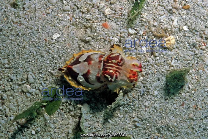 : Flamboyant Cuttlefish - photographed in an isolated : Flamboyant Cuttlefish - photographed in an isolated