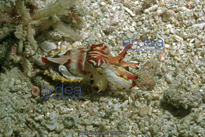 : Flamboyant cuttlefish - photographed in an isolated : Flamboyant cuttlefish - photographed in an isolated