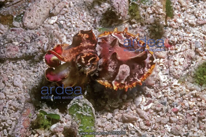 : Flamboyant cuttlefish - photographed in an isolated : Flamboyant cuttlefish - photographed in an isolated