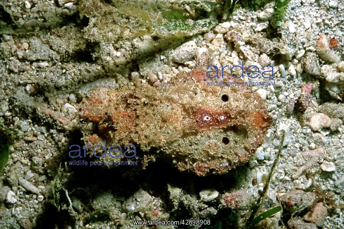 : Flamboyant cuttlefish - photographed in an isolated : Flamboyant cuttlefish - photographed in an isolated
