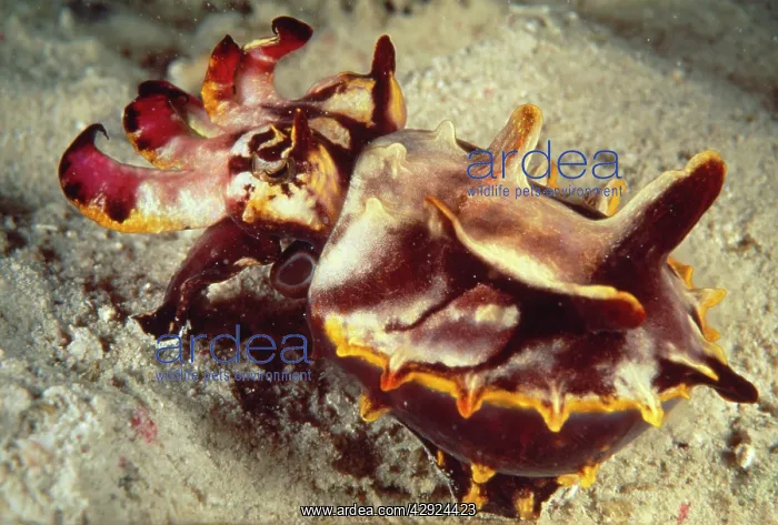 : FLAMBOYANT CUTTLEFISH - at sea bed : FLAMBOYANT CUTTLEFISH - at sea bed