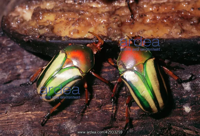 : Flamboyant Flower Beetle : Flamboyant Flower Beetle