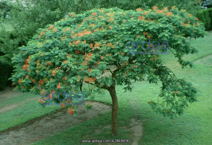  : Flamboyant Tree