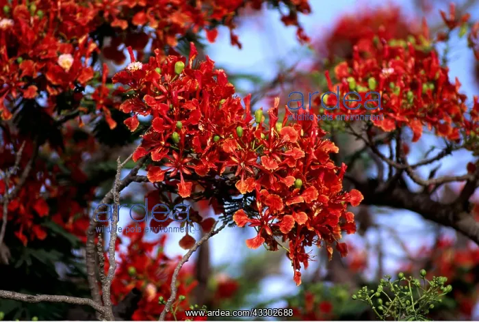 : FLAMBOYANT TREE : FLAMBOYANT TREE