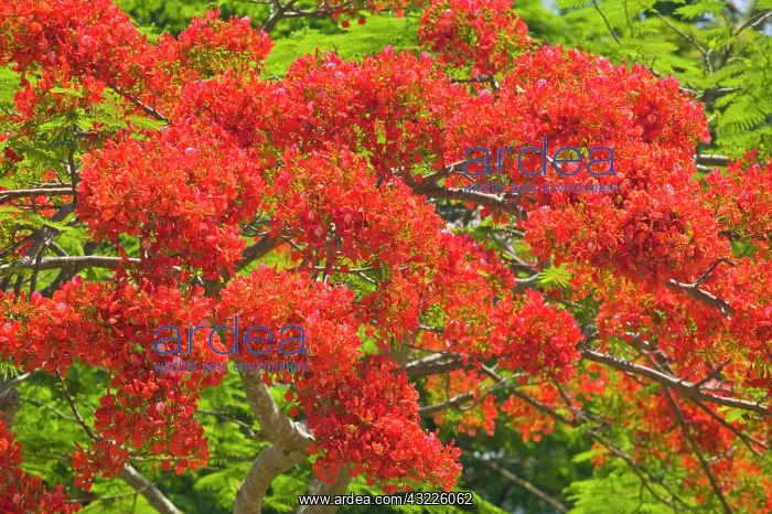 : Flamboyant Trees at springtime, Port Douglas : Flamboyant Trees at springtime, Port Douglas